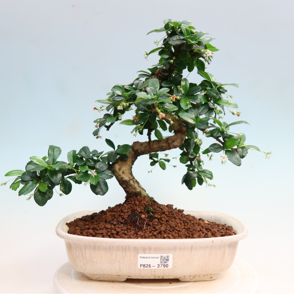 Bonsai pokojowe - Carmona macrophylla - Tea fuki