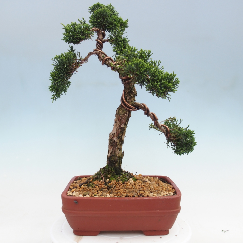 Outdoor bonsai - Juniperus chinensis Kishu
