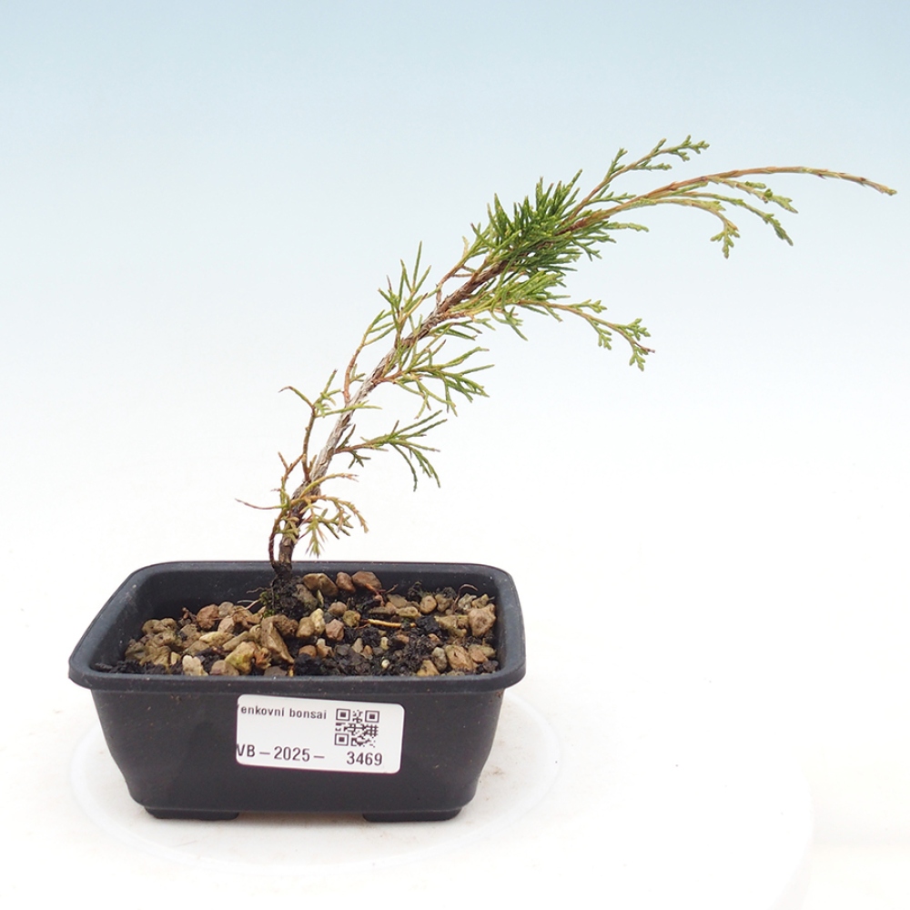 Outdoor bonsai - Juniperus chinensis Itoigawa