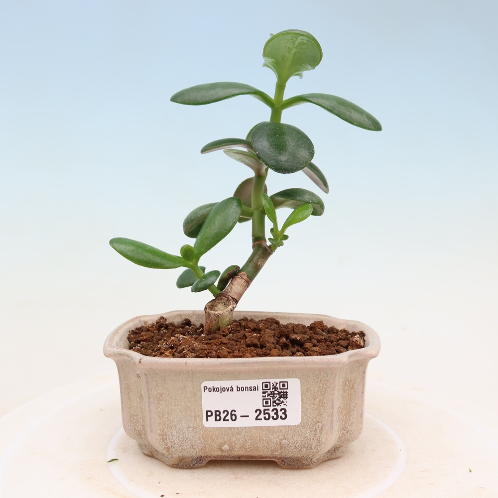 Pokój bonsai - Portulakaria Afra - Tlustice