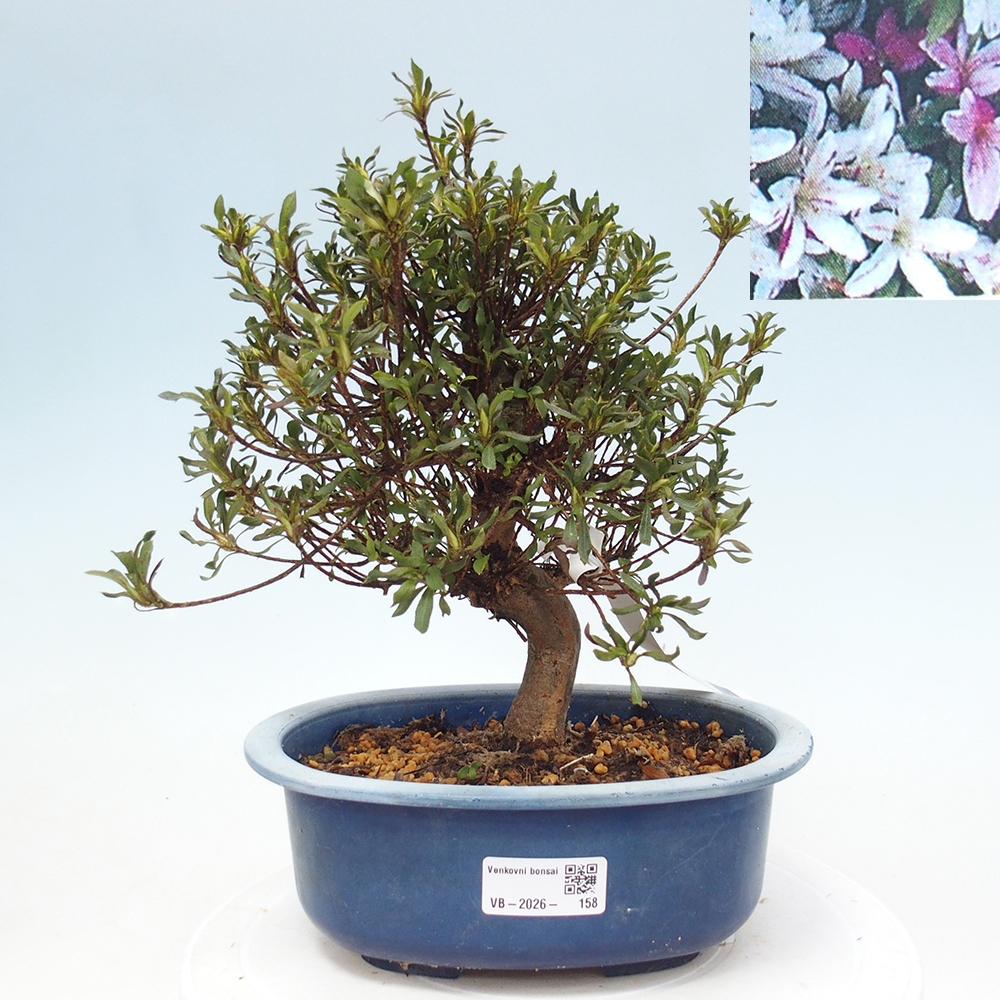 Bonsai zewnętrzne - Azalia japońska - Azalea Ryusen