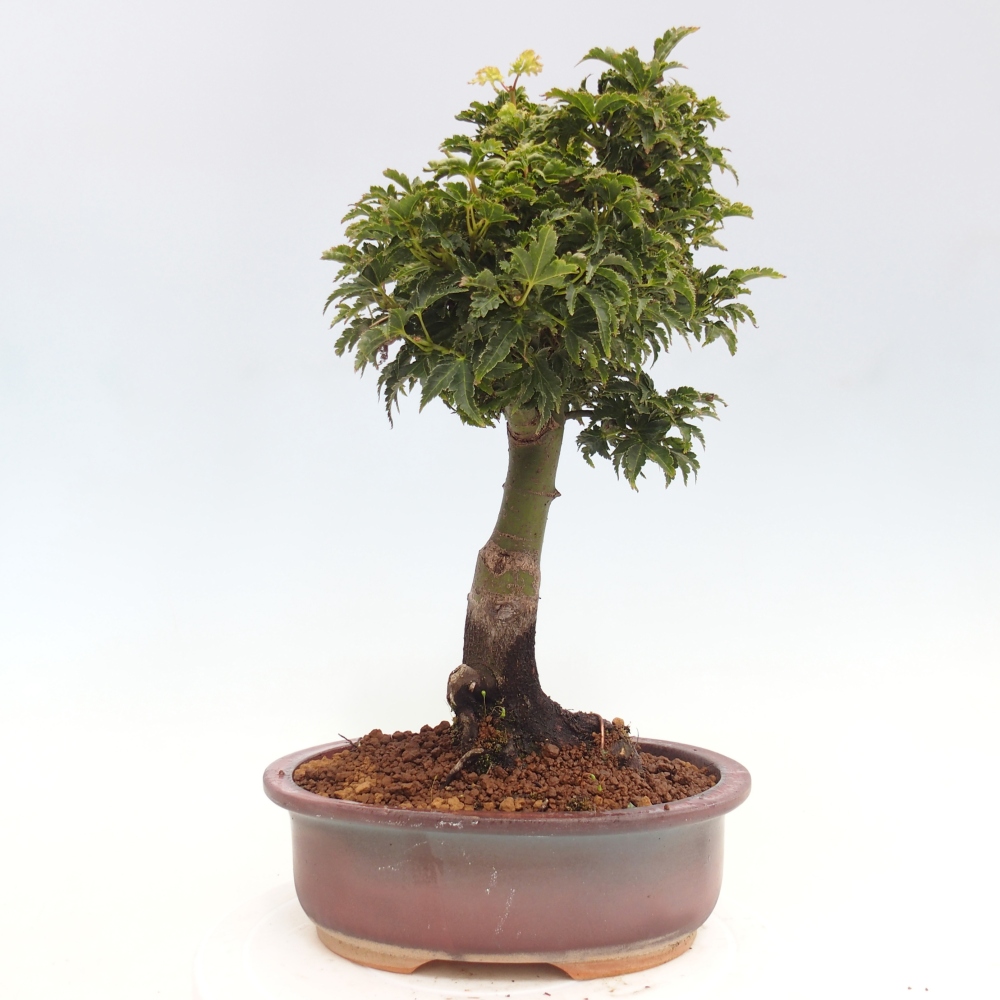 Bonsai zewnętrzne - klon Acer palmatum Shishigashira