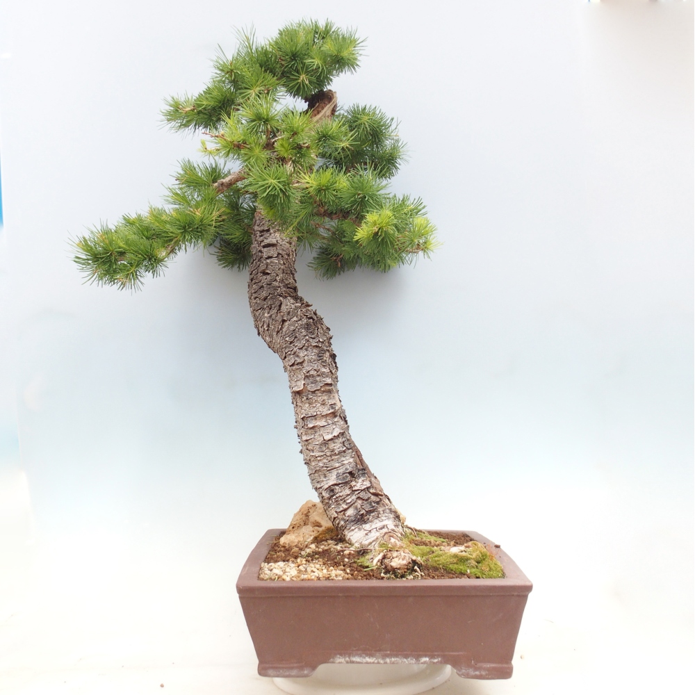 Bonsai zewnętrzne - Larix decidua - Modrzew