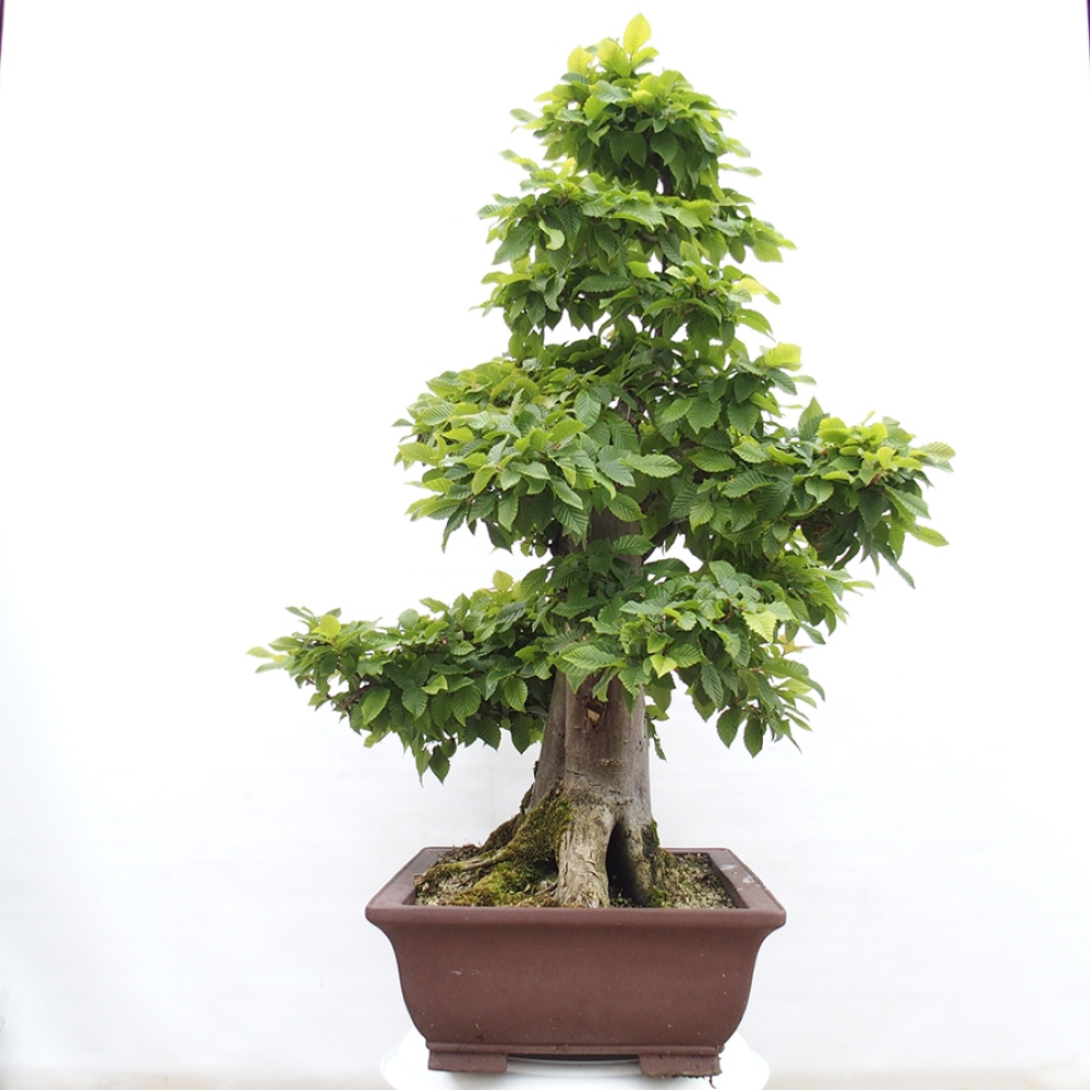 Bonsai zewnętrzne - Grab - Carpinus betulus