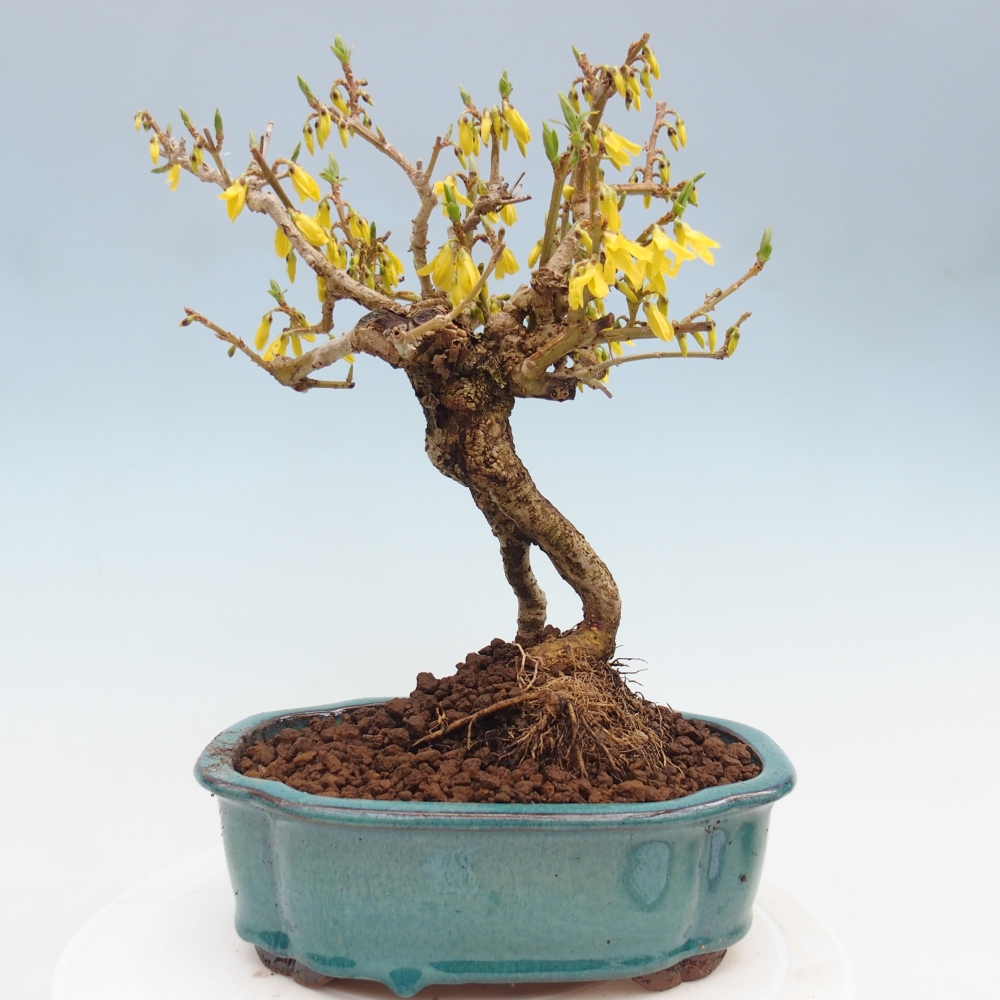 Outdoor bonsai - Zlatice - Forsycja koreańska
