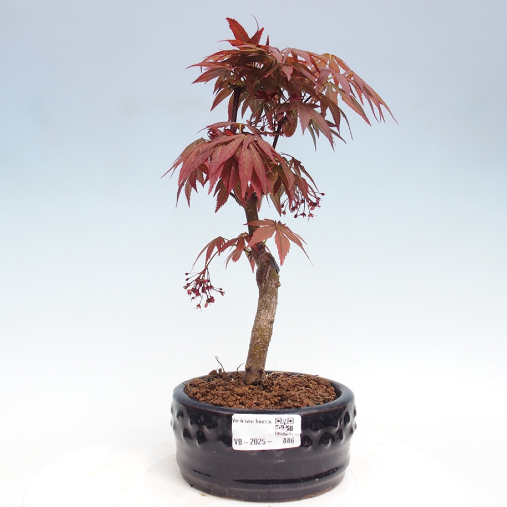 Bonsai zewnętrzne - palma Acer. Klon Atropurpureum-Palmleaf