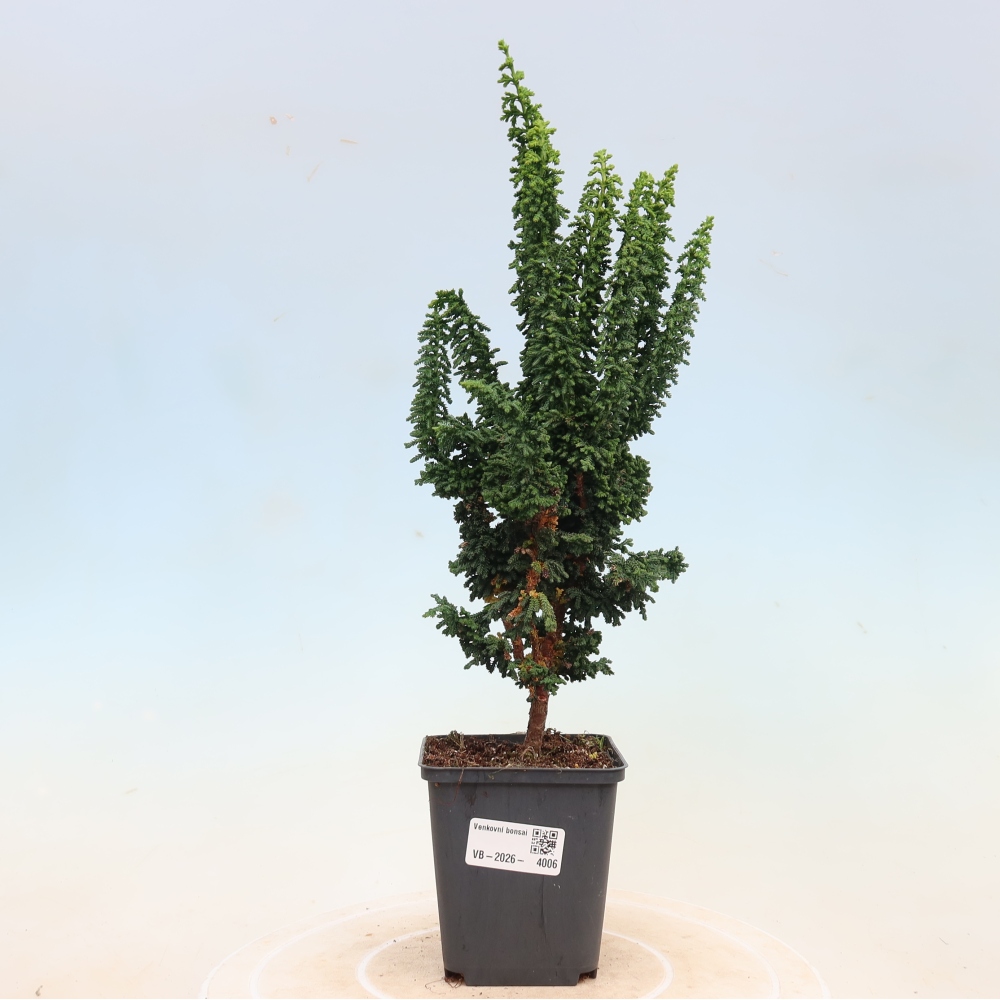 Bonsai zewnętrzne - Cham. obtusa SEKKA HINOKI - Cyprys