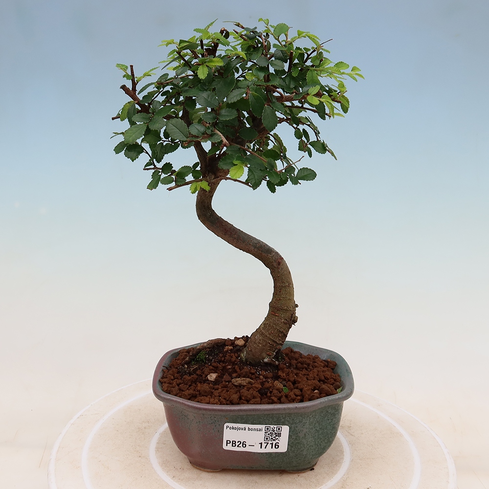 Pokój bonsai - Ulmus parvifolia - Wiąz drobnolistny