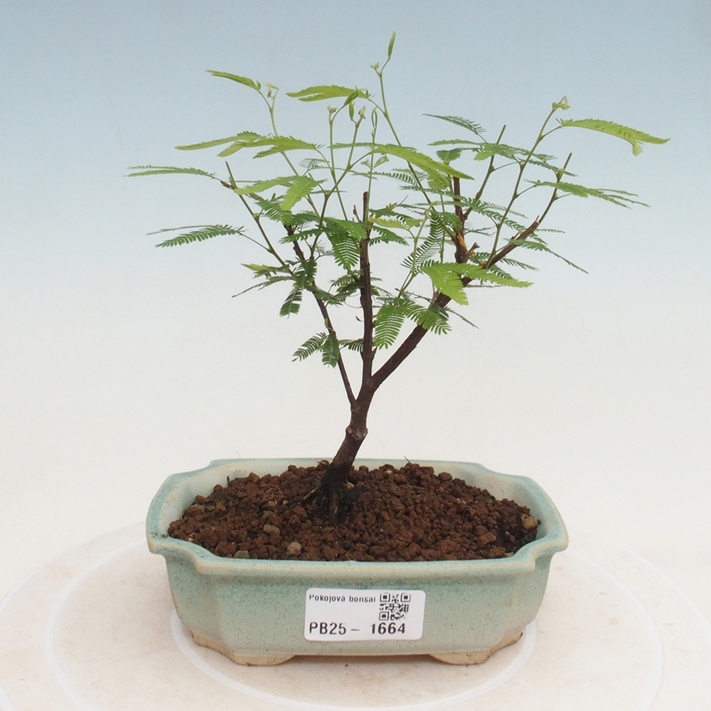 Pokój bonsai-Calliandra surinamensis Dixie Pink - Kaliandra z Surii