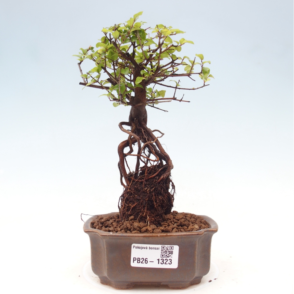 Bonsai pokojowe - Sageretia thea - Sageretia thea