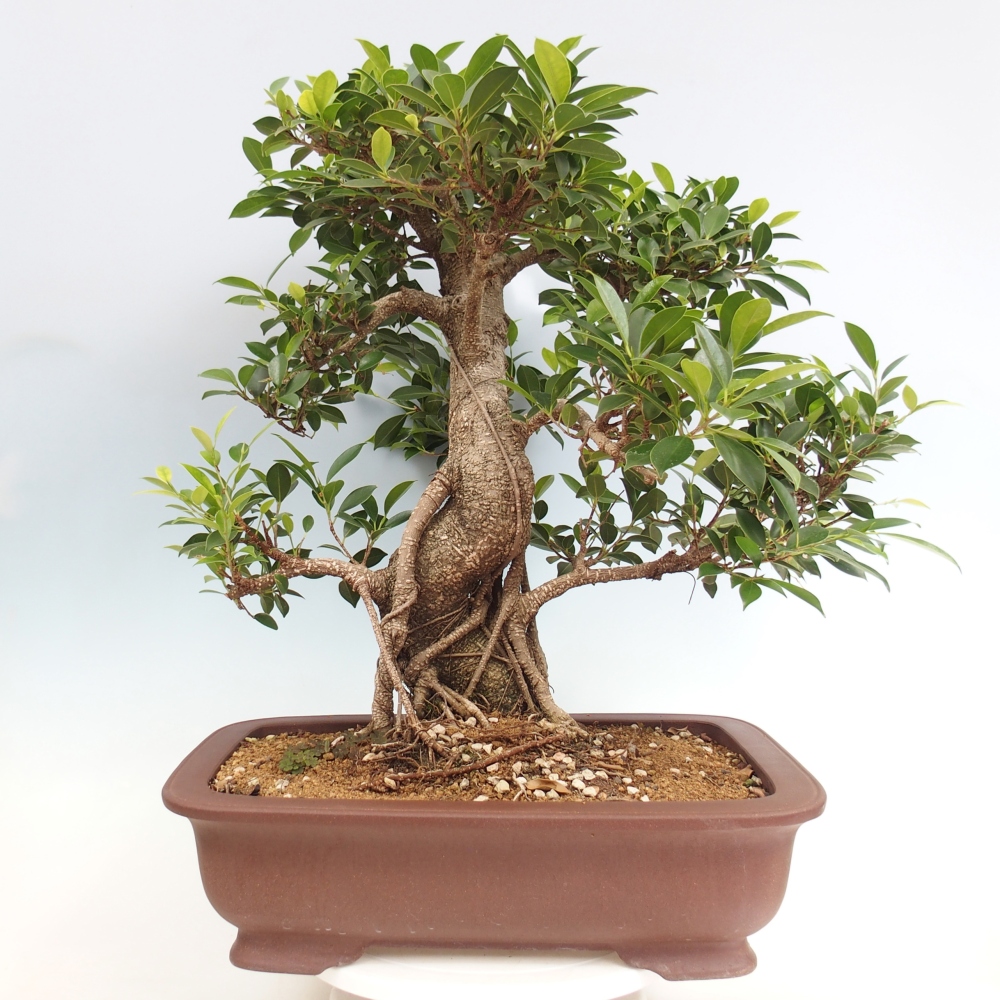 Bonsai pokojowe - Ficus kimmen - figowiec drobnolistny - WYŁĄCZNIE ODBIÓR OSOBISTY lub transport paletowy