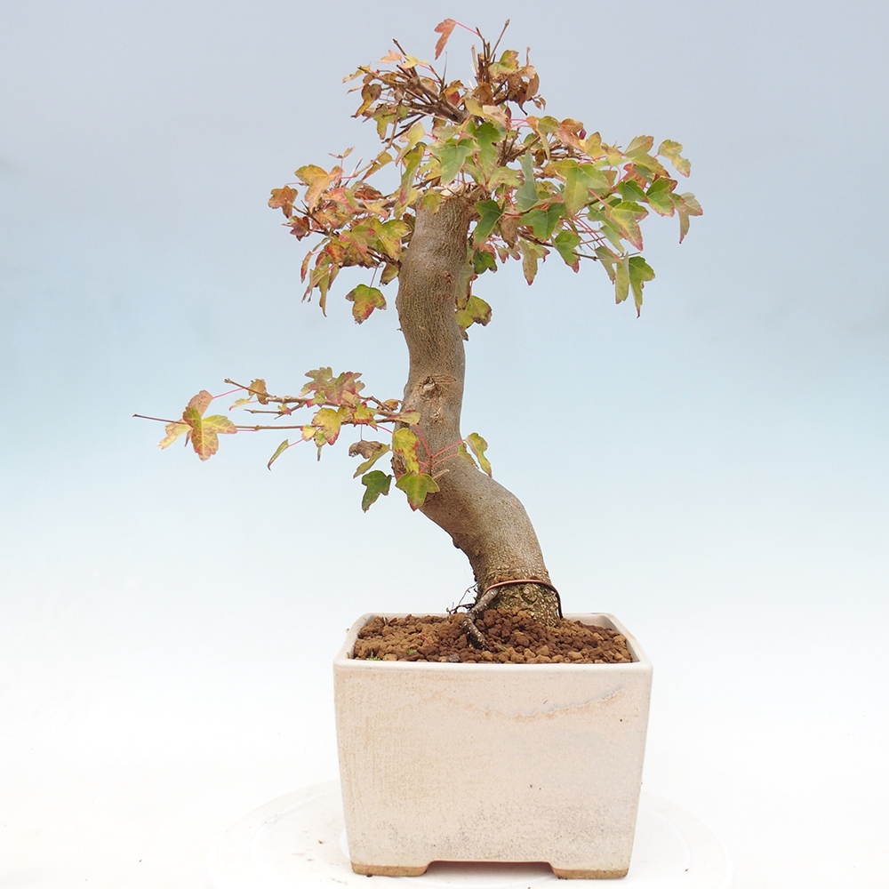 Outdoor bonsai - Acer Buergerianum - Klon Burger