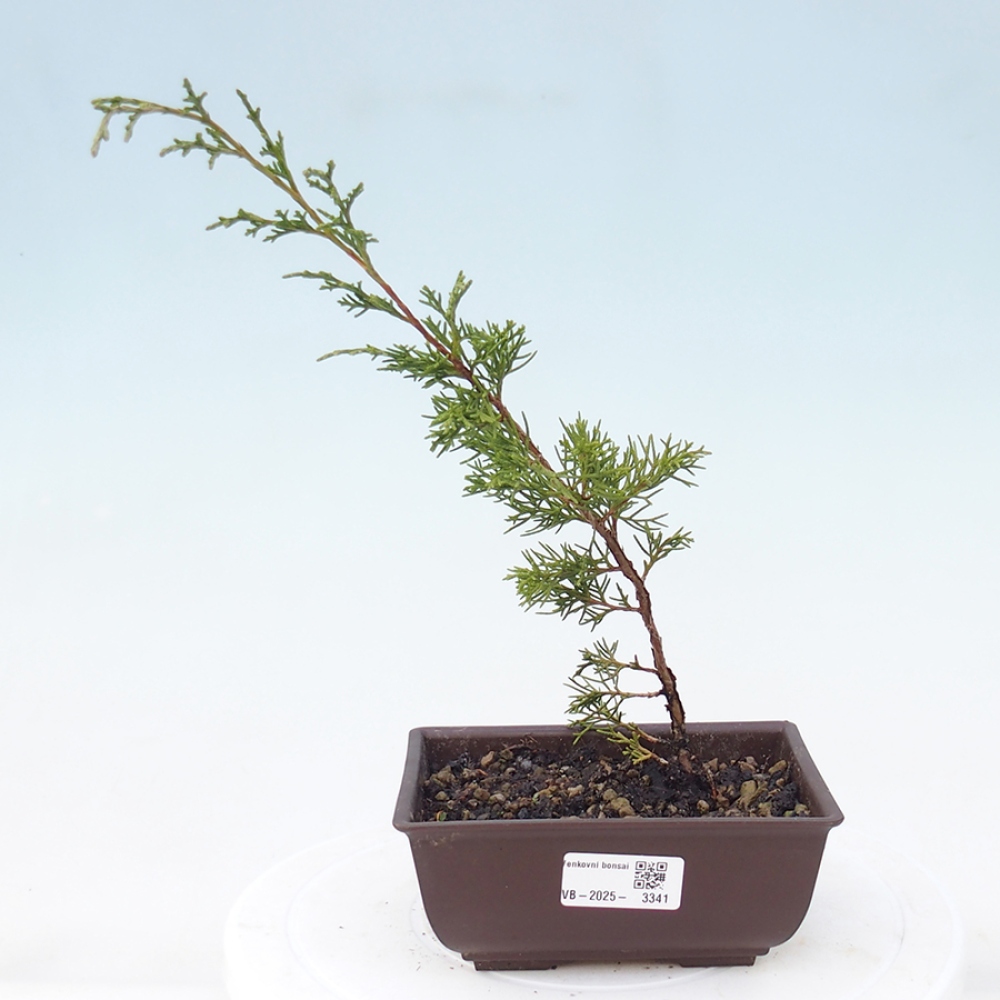 Outdoor bonsai - Juniperus chinensis Itoigawa - Jałowiec chiński