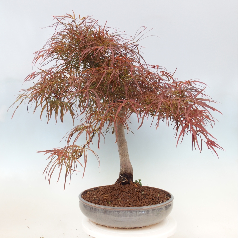 Bonsai zewnętrzne - Acer palmatum RED PYGMY