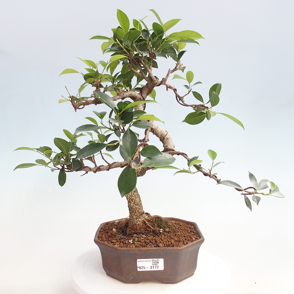 Kryty bonsai - Ficus retusa - figowiec drobnolistny