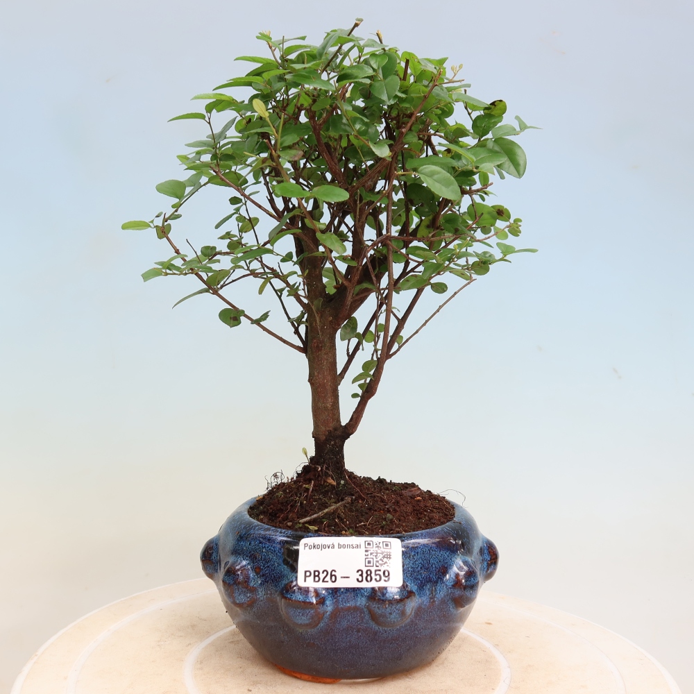 Bonsai pokojowe - Sageretia thea - Sageretia thea