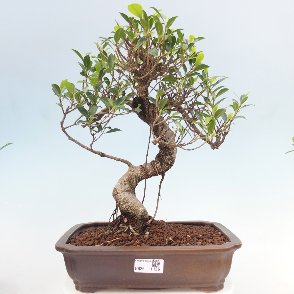 Pokój bonsai - Ficus kimmen - figowiec drobnolistny