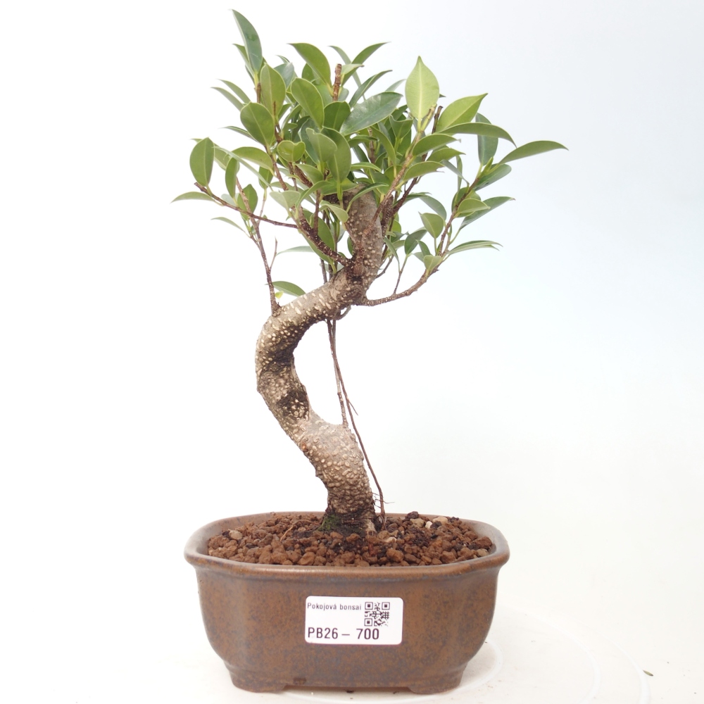 Pokój bonsai - Ficus retusa - figowiec drobnolistny