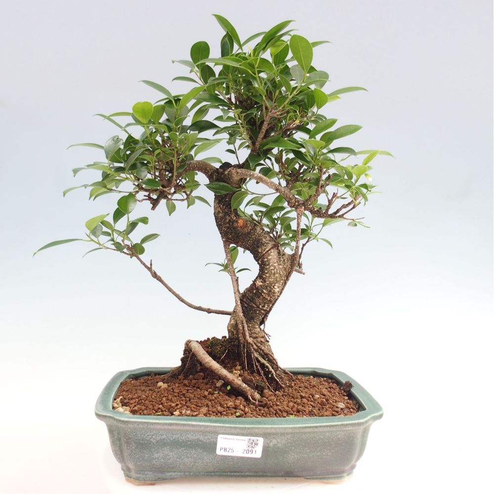Kryty bonsai - Ficus kimmen - figowiec drobnolistny