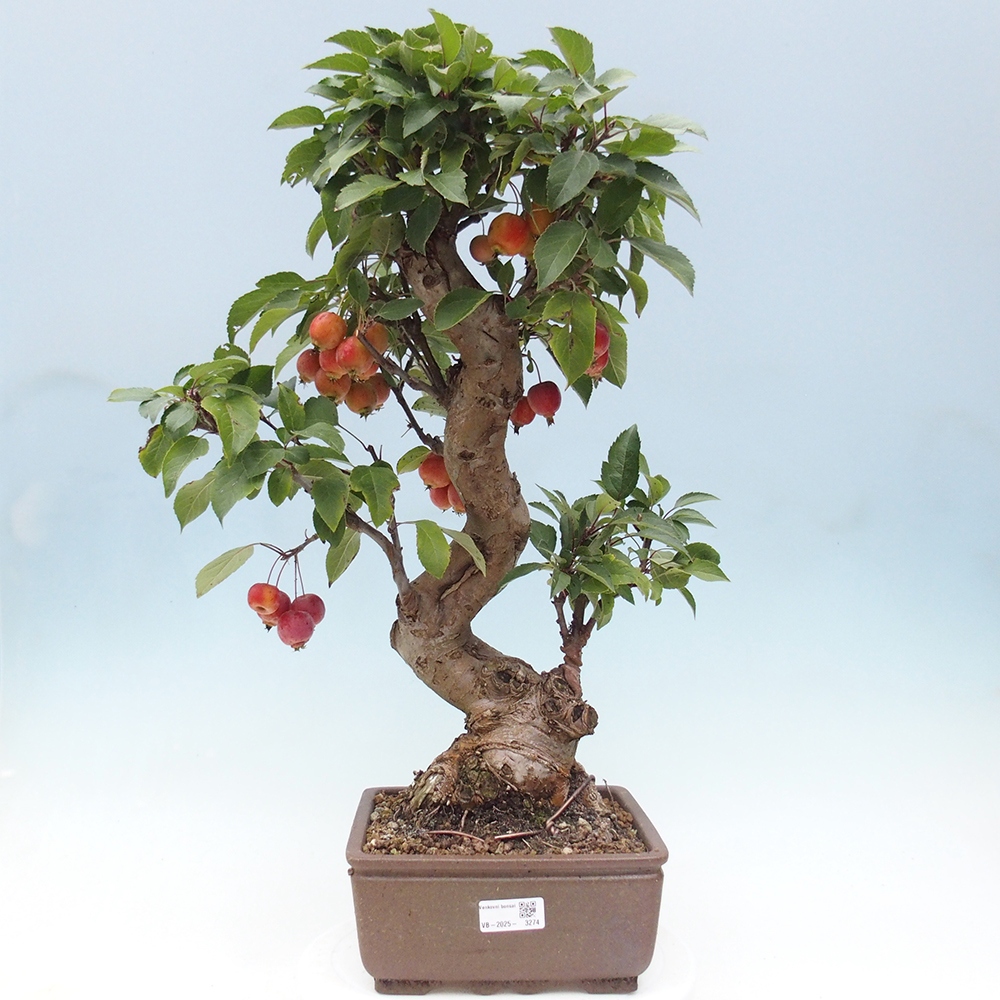 Bonsai plenerowe - Malus Halliana - Jabłoń drobnoowocowa