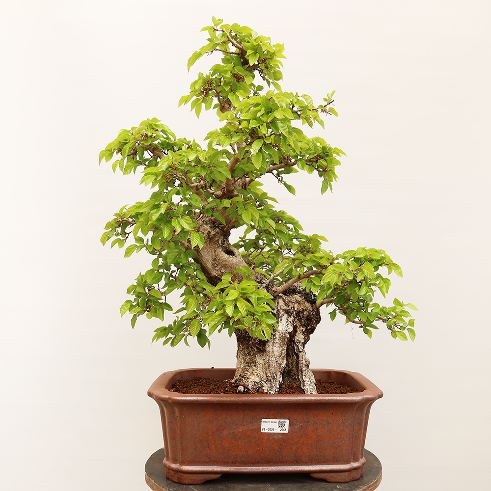 Bonsai plenerowe - Carpinus Coreana - grab koreański