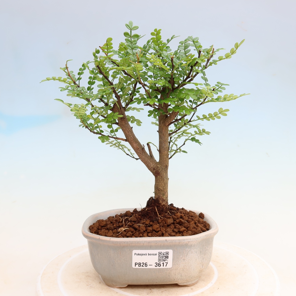 Pokój bonsai - Zantoxylum piperitum - drzewo pieprzowe