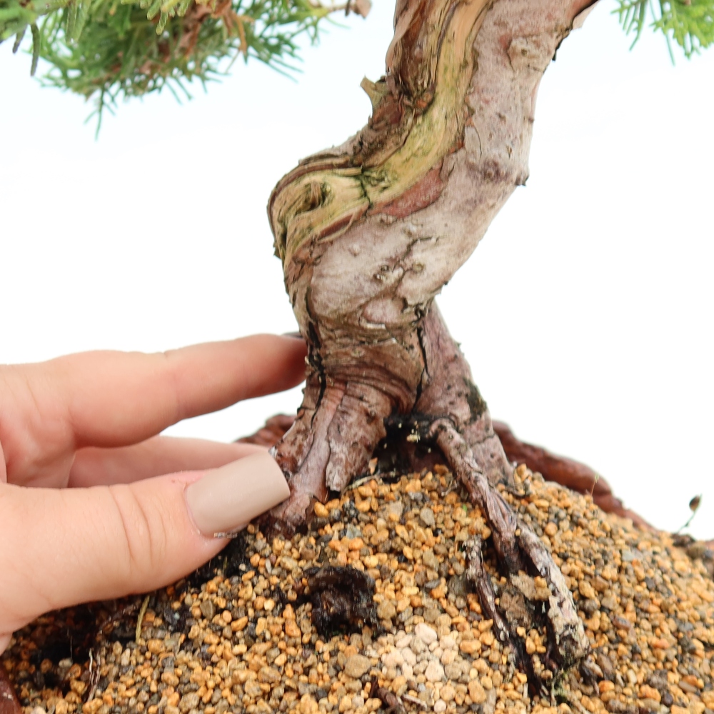 Bonsai ogrodowe – Juniperus chinensis Itoigawa – jałowiec chiński