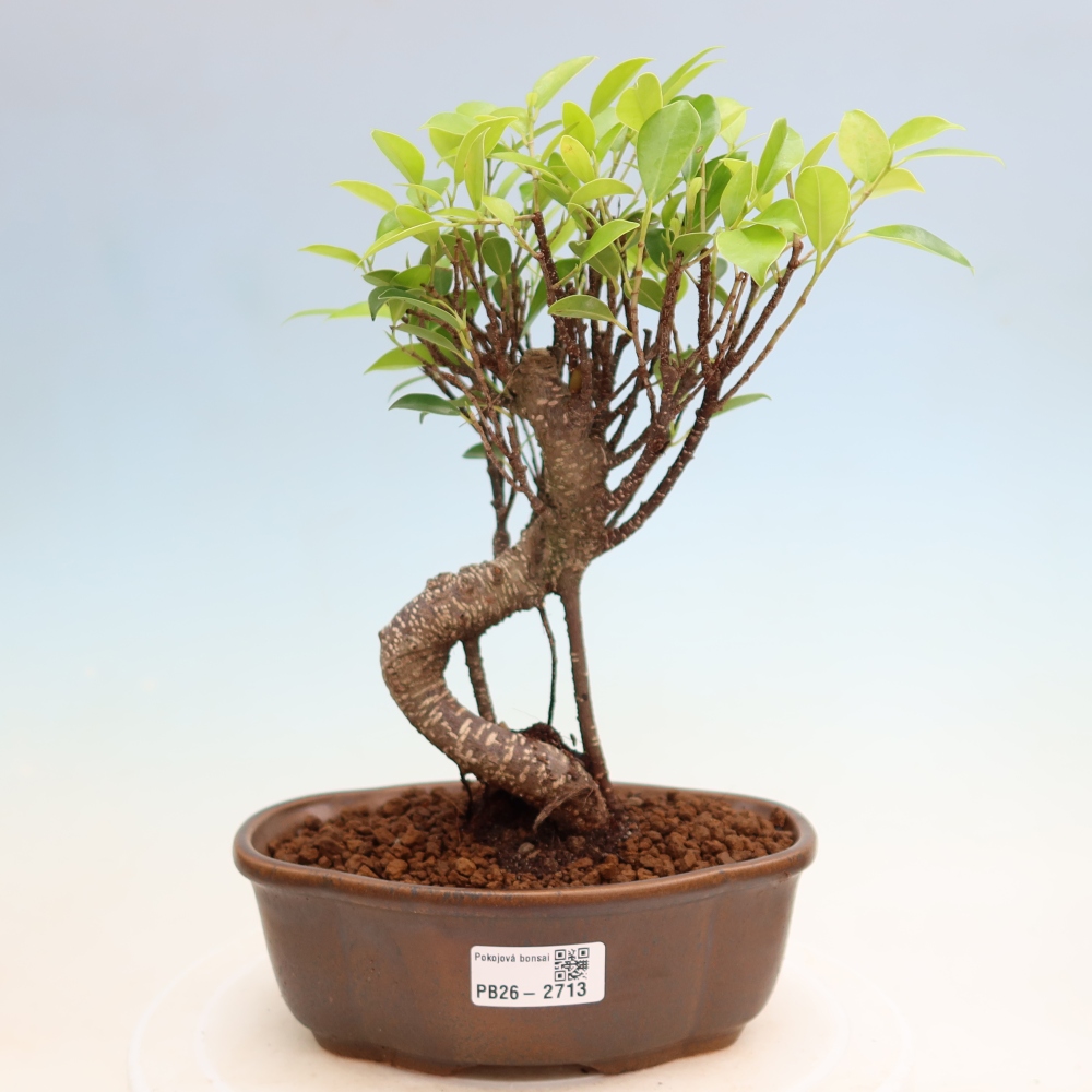 Pokój bonsai - Ficus kimmen - figowiec drobnolistny