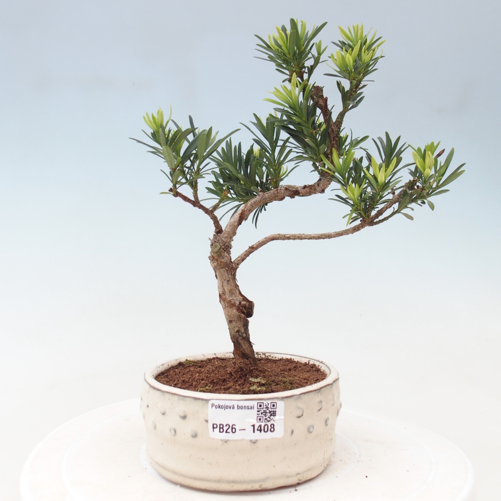 Pokój bonsai - Podocarpus - Kamienny cis