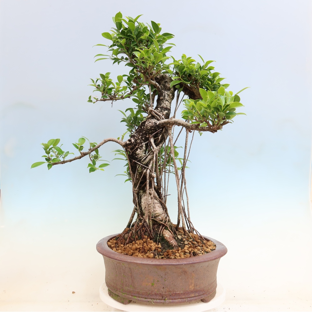 Pokój bonsai - Ficus kimmen - figowiec drobnolistny