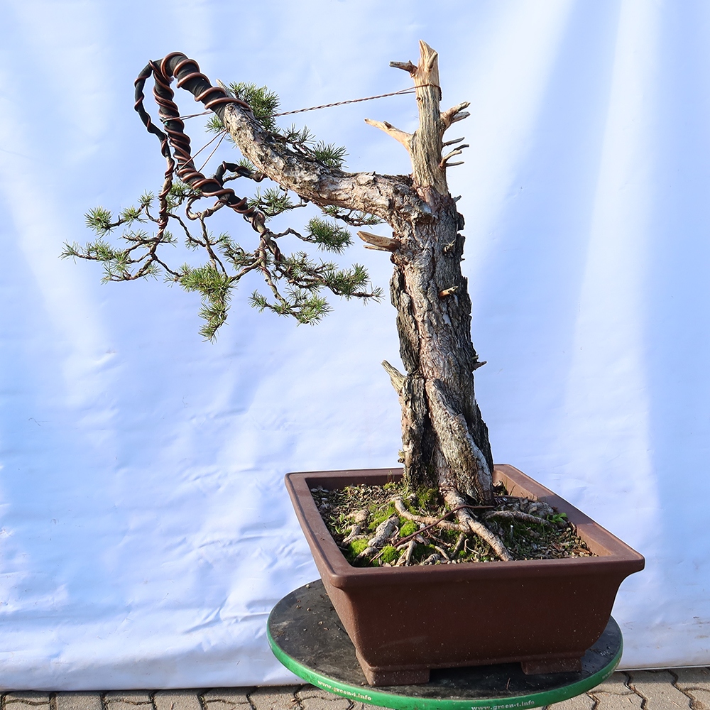 Pinus sylvestris Hiszpania – sosna zwyczajna