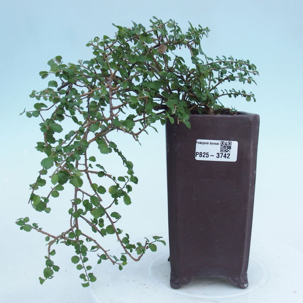 Pokój bonsai - Grewia sp. - Grewia malafolia