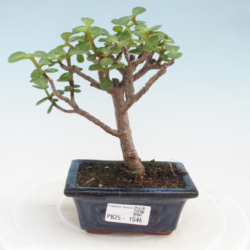 Kryte bonsai - Portulakaria Afra - Tlustice