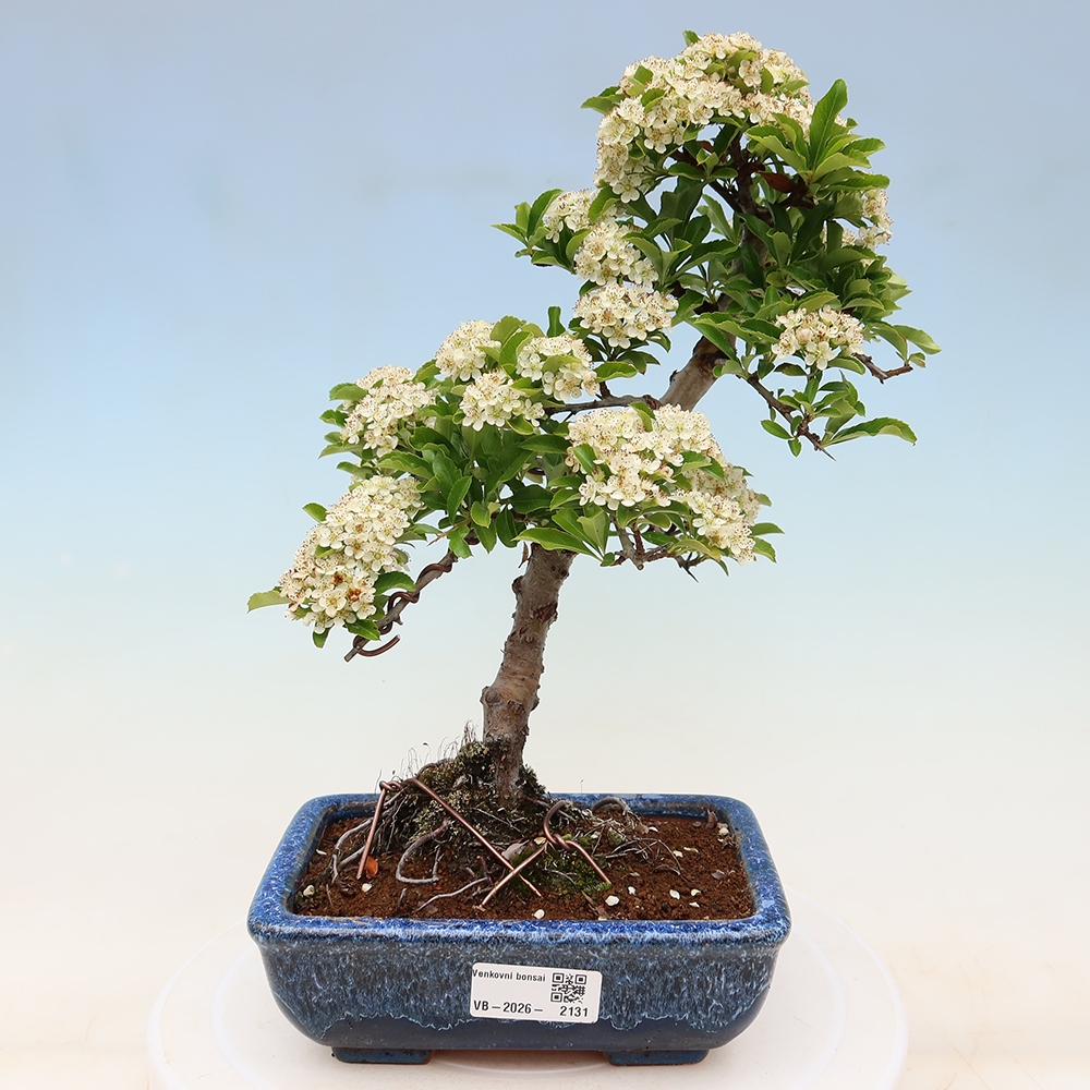 Bonsai ogrodowe – Pyracantha teton – ognik szkarłatny