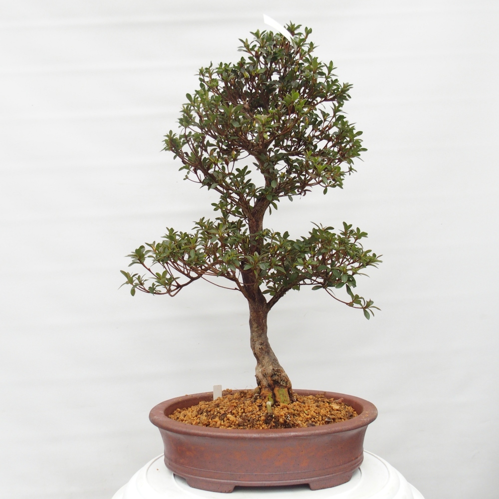 Bonsai zewnętrzne - Azalia japońska - Azalia Hanatsuzuri