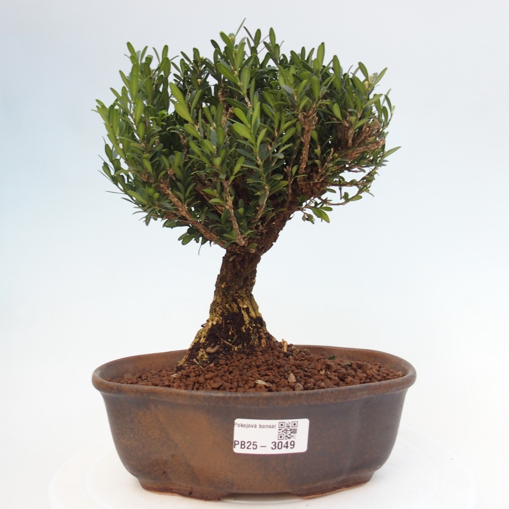 Kryty bonsai - Buxus harlandii - Bukszpan korkowy