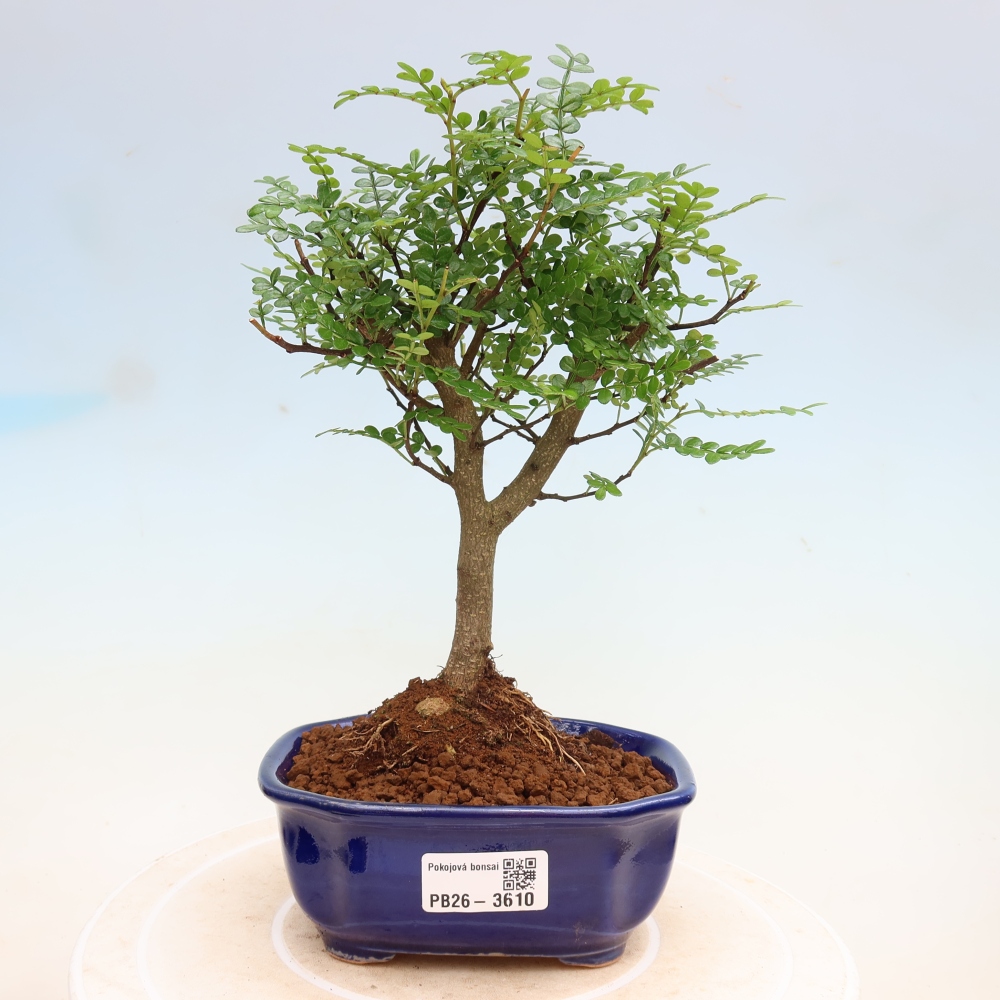 Pokój bonsai - Zantoxylum piperitum - drzewo pieprzowe