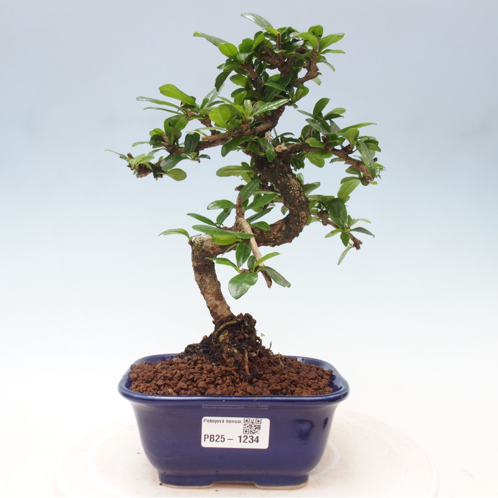 Bonsai wewnętrzne - Carmona makrophylla - Herbata Fuki