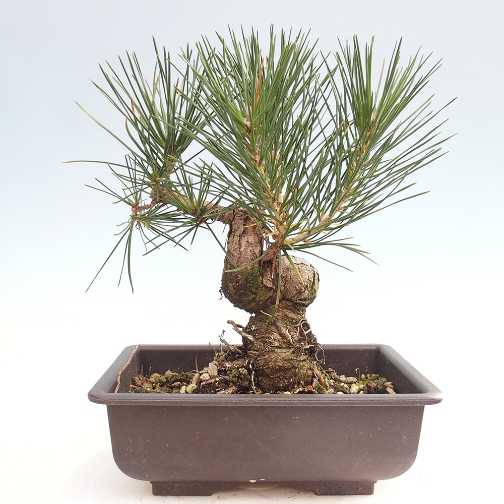 Outdoor bonsai - Pinus thunbergii - sosna Thunberga
