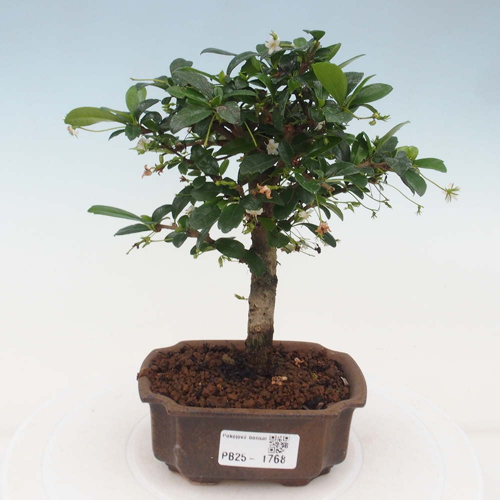 Bonsai wewnętrzne - Carmona makrophylla - Herbata Fuki