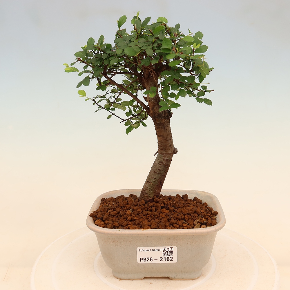 Pokój bonsai - Ulmus parvifolia - Wiąz drobnolistny