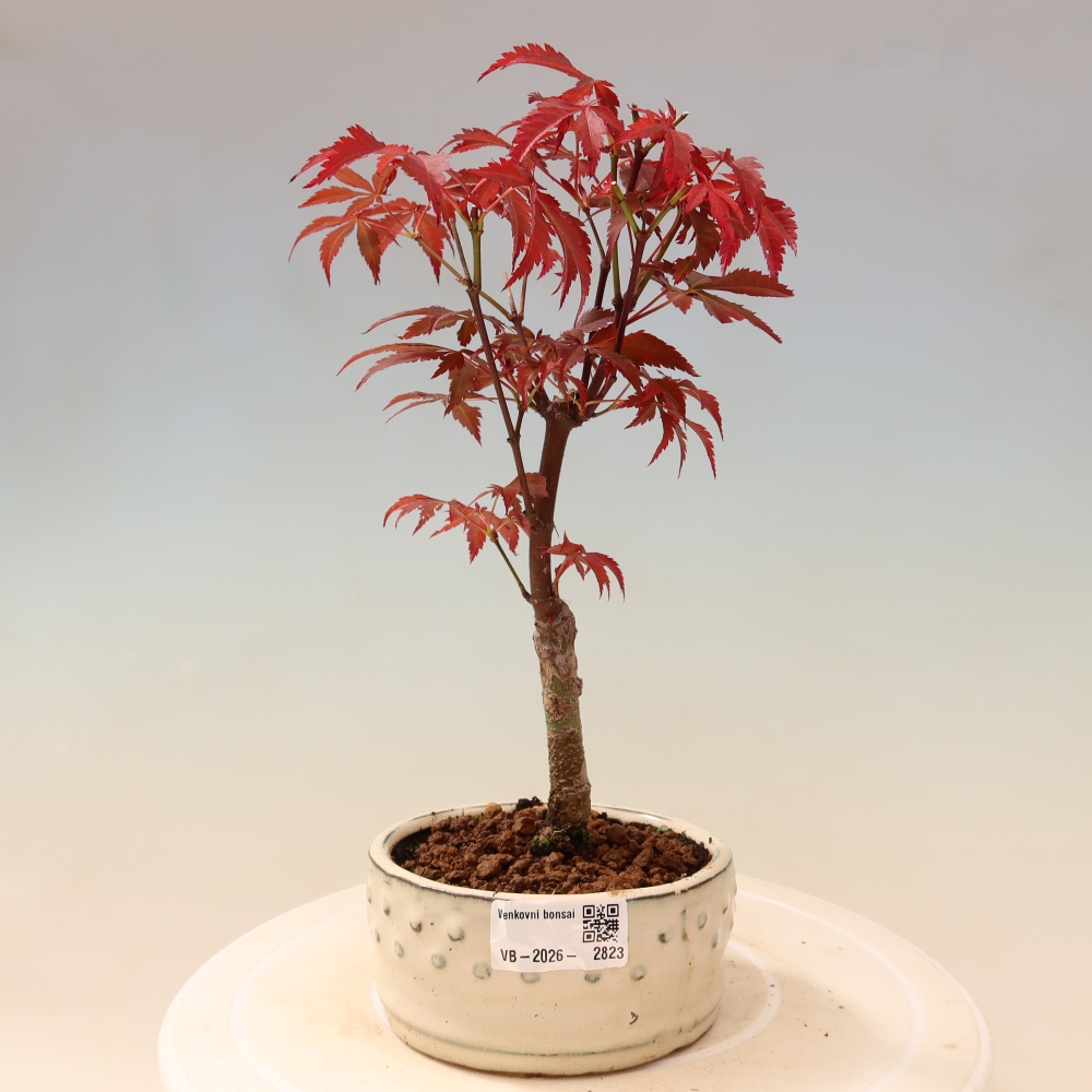 Bonsai na zewnątrz - Palma Acer. Atropurpureum-Javor palmate