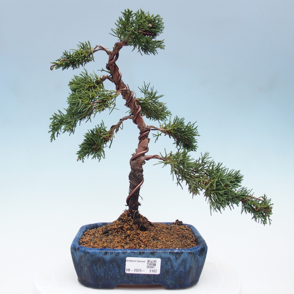 Bonsai zewnętrzne - Juniperus chinensis Kishu - Jałowiec chiński