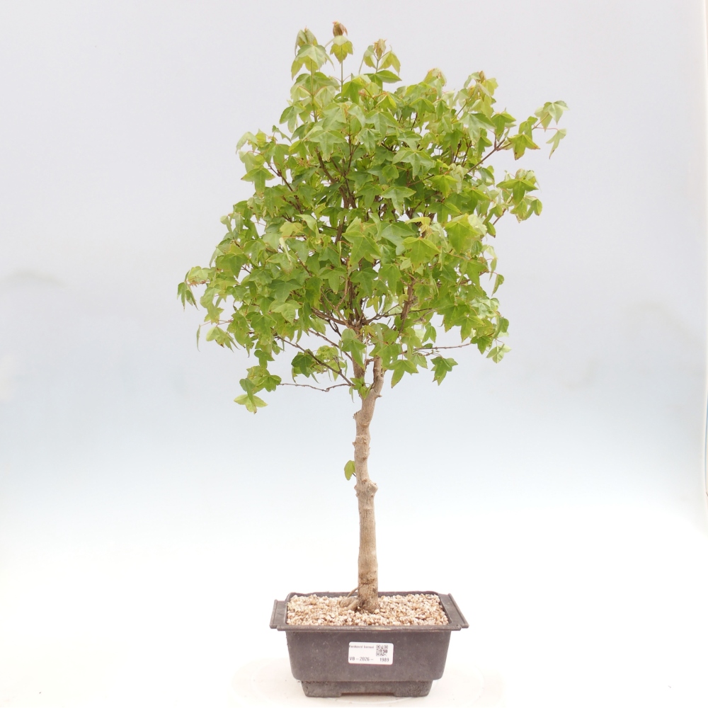 Outdoor bonsai - Acer Buergerianum - Klon Burger