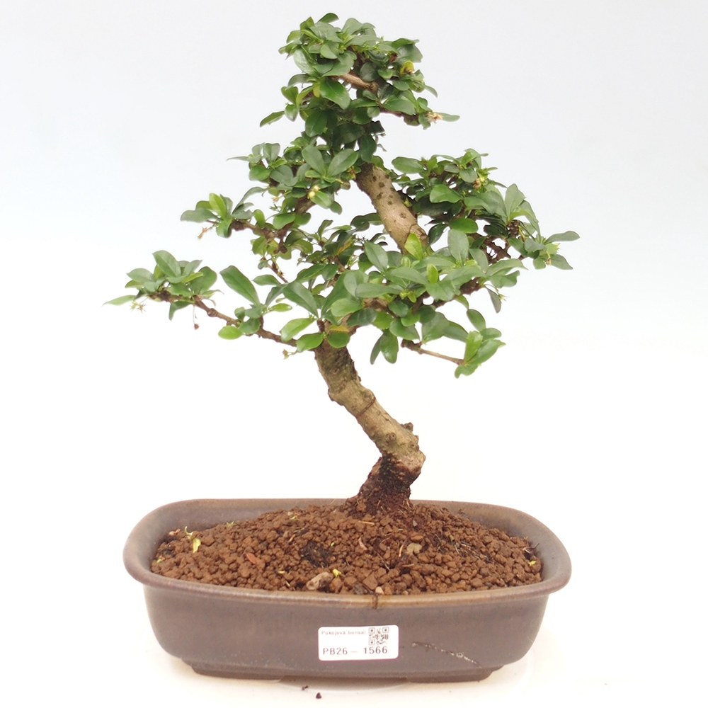 Bonsai pokojowe - Carmona macrophylla - Tea fuki
