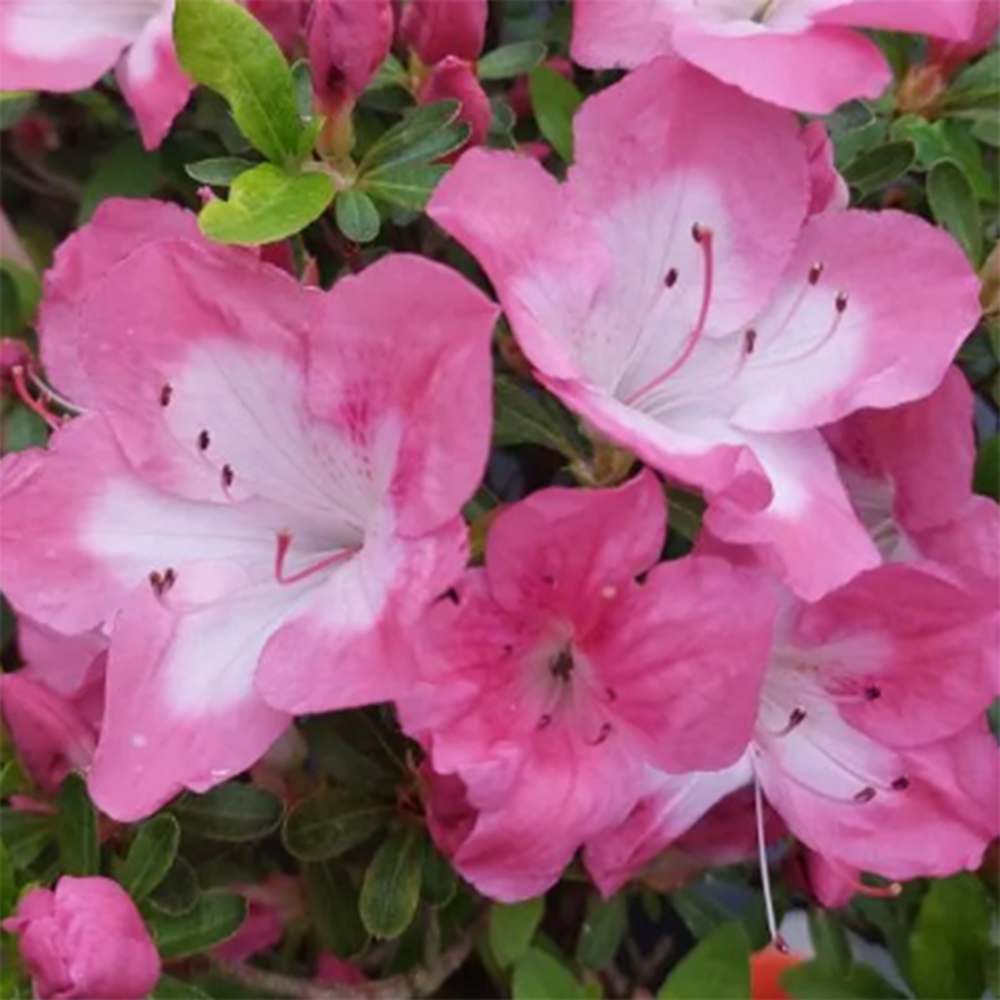 Bonsai zewnętrzne - Azalia japońska - Azalia Shunen
