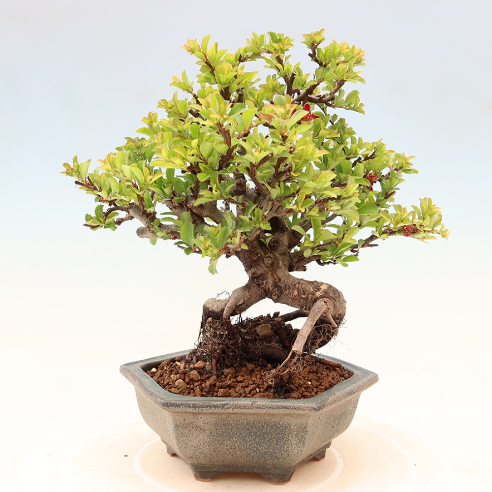 Bonsai zewnętrzne - Chaneomeles speciosa Chojubai
