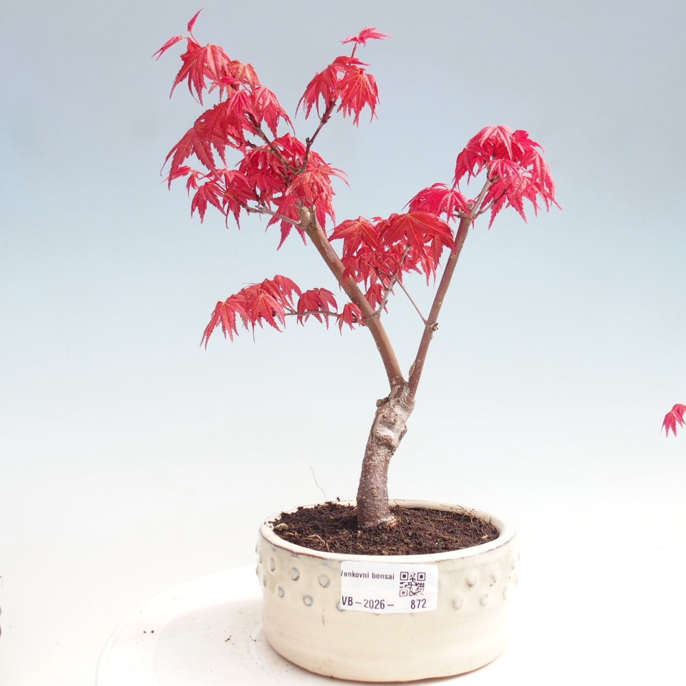 Outdoor bonsai - Acer palmatum DESHOJO