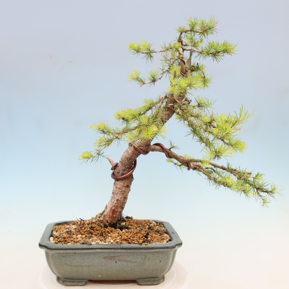 Bonsai zewnętrzne - Larix decidua - Modrzew