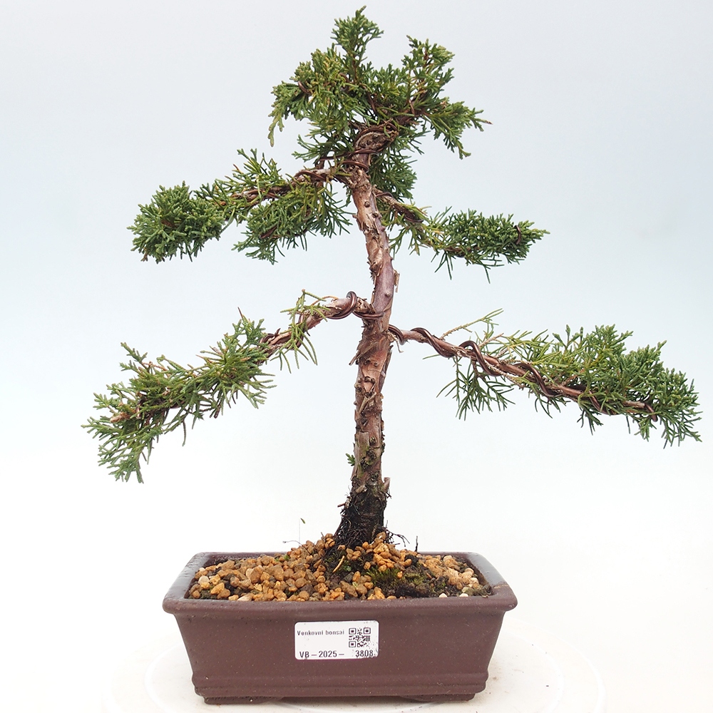Outdoor bonsai - Juniperus chinensis Kishu